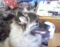 /album/korzar/koro26-jpg/