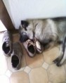 /album/korzar/koro27-jpg/