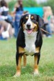 /album/fotogaleria-appenzellsky-salasnicky-pes/a401px-appenzeller-sennenhund-01-k-jpg/